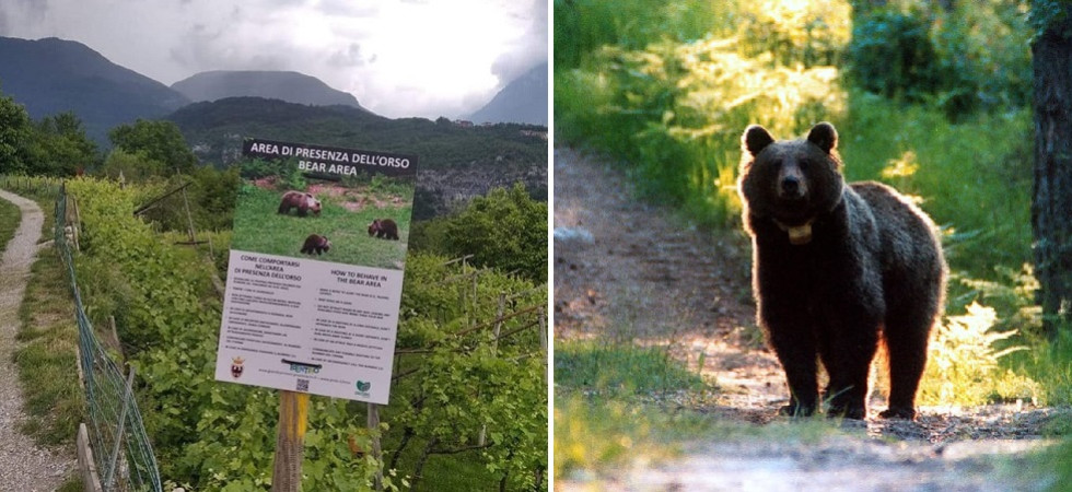 L'orso nei boschi sopra Rovereto?